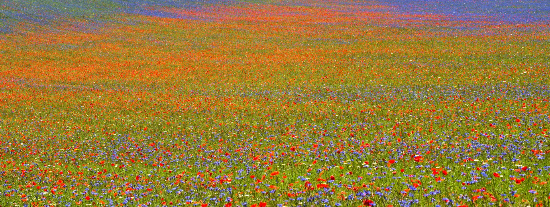 red and purple flower field during daytime