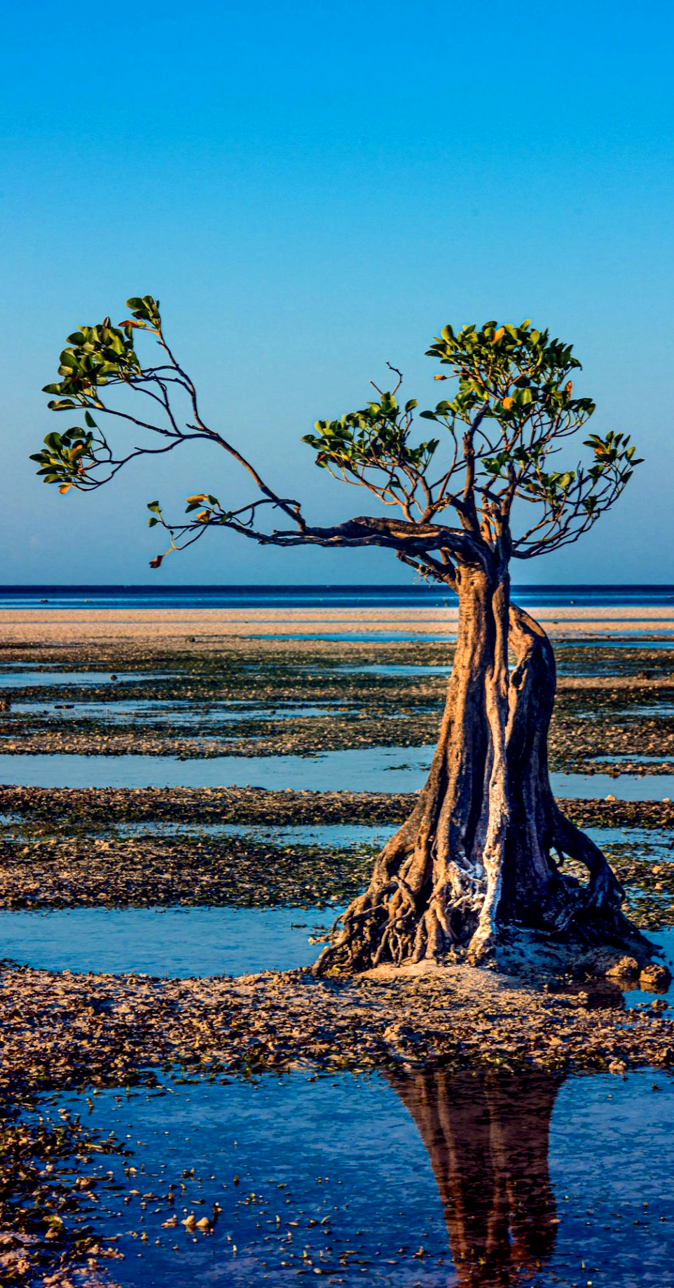 a tree that is standing in the water