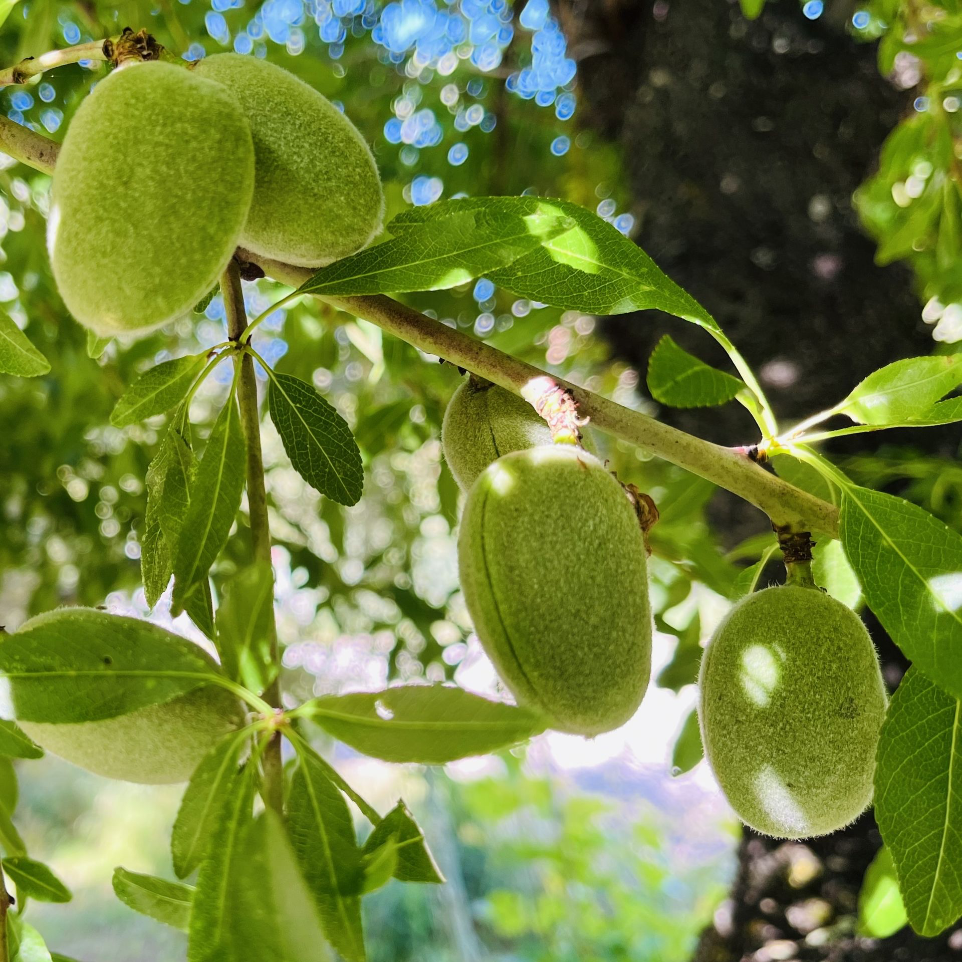 Almond branch
